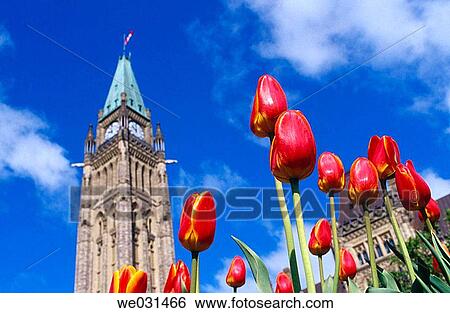 Stock Photograph - Peace Tower and red/yellow coloured tulips, Ottawa. Ontario, Canada. Fotosearch