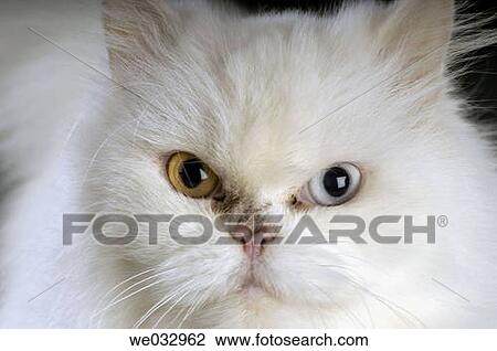 Persian cat View Large Photo Image Stock Image - Persian cat. Fotosearch