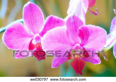 Phalaenopsis hybrid in bloom. Winter in conservatory, Maryland, USA View Large Photo Image Stock Photo - Phalaenopsis hybrid in bloom. Winter in conservatory, Maryland, USA. Fotosearch