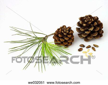 Pine nuts View Large Photo Image Stock Image - Pine nuts. Fotosearch