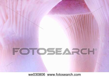 Pleurotus eryngil. King Oyster mushroom. Farm mushrooms. Winter, Maryland, USA View Large Photo Image Stock Photograph - Pleurotus eryngil. King Oyster mushroom. Farm mushrooms. Winter, Maryland, USA. Fotosearch
