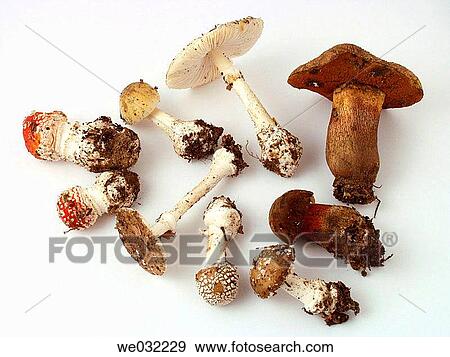 Poisonous mushrooms: Death Cap (Amanita phalloides), Fly Agaric (Amanita muscaria), Panther Agaric (Amanita pantherina) and Satan's Bolete (Boletus satanas) View Large Photo Image Stock Photo - Poisonous mushrooms: Death Cap (Amanita phalloides), Fly Agaric (Amanita muscaria), Panther Agaric (Amanita pantherina) and Satan's Bolete (Boletus satanas). Fotosearch