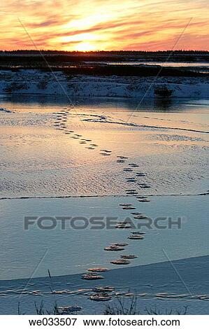 Polar bear (Ursus maritimus) tracks on frozen pond just outside Churchill, Manitoba, Canada. View Large Photo Image Stock Photo - Polar bear (Ursus maritimus) tracks on frozen pond just outside Churchill, Manitoba, Canada.. Fotosearch