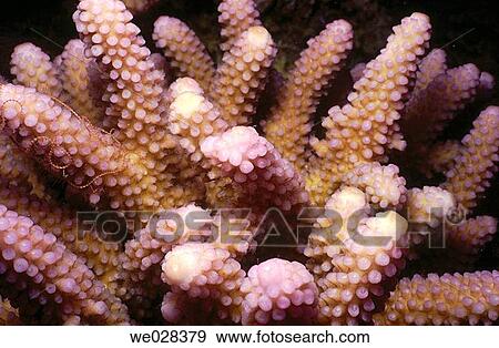 Stock Photo - Polyps. Starfish. Corals. Red Sea. Sharm El Sheik. Egypt.. Fotosearch