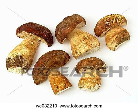 Porcini aka Penny Bun or Cep (Boletus edulis) View Large Photo Image Stock Image - Porcini aka Penny Bun or Cep (Boletus edulis). Fotosearch