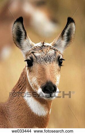 Pronghorn Antelope (Antilocapra americana) in Yellowstone National Park, Wyoming, USA View Large Photo Image Picture - Pronghorn Antelope (Antilocapra americana) in Yellowstone National Park, Wyoming, USA. Fotosearch