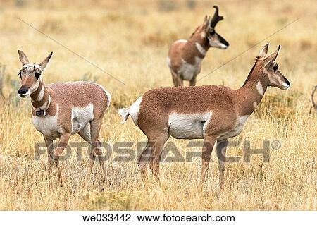 Pronghorn Antelope (Antilocapra americana) in Yellowstone National Park, Wyoming, USA View Large Photo Image Stock Image - Pronghorn Antelope (Antilocapra americana) in Yellowstone National Park, Wyoming, USA. Fotosearch
