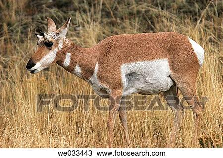 Pronghorn Antelope (Antilocapra americana) in Yellowstone National Park, Wyoming, USA View Large Photo Image Stock Image - Pronghorn Antelope (Antilocapra americana) in Yellowstone National Park, Wyoming, USA. Fotosearch