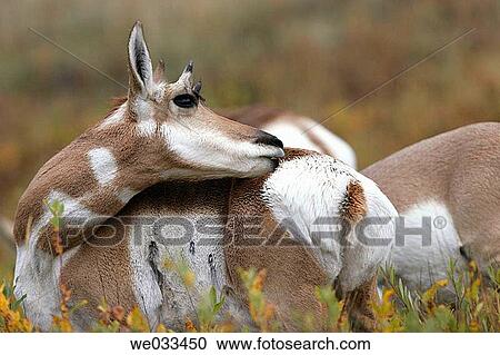 Pronghorn Antelope (Antilocapra americana) in Yellowstone National Park, Wyoming, USA View Large Photo Image Stock Image - Pronghorn Antelope (Antilocapra americana) in Yellowstone National Park, Wyoming, USA. Fotosearch