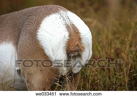 Pronghorn Antelope (Antilocapra americana) in Yellowstone National Park, Wyoming, USA View Large Photo Image Stock Image - Pronghorn Antelope (Antilocapra americana) in Yellowstone National Park, Wyoming, USA. Fotosearch