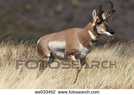 Pronghorn Antelope (Antilocapra americana) in Yellowstone National Park, Wyoming, USA View Large Photo Image Stock Image - Pronghorn Antelope (Antilocapra americana) in Yellowstone National Park, Wyoming, USA. Fotosearch