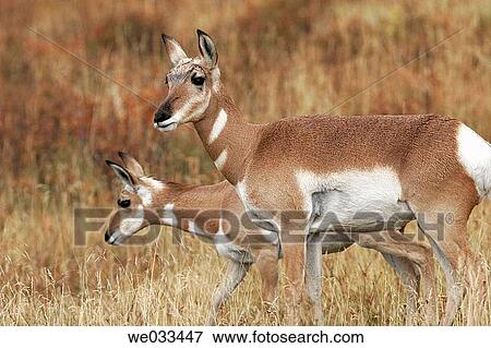 Pronghorn Antelope (Antilocapra americana) in Yellowstone National Park, Wyoming, USA View Large Photo Image Stock Photo - Pronghorn Antelope (Antilocapra americana) in Yellowstone National Park, Wyoming, USA. Fotosearch