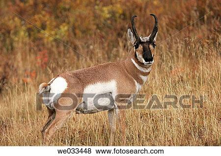 Pronghorn Antelope (Antilocapra americana) in Yellowstone National Park, Wyoming, USA View Large Photo Image Stock Photo - Pronghorn Antelope (Antilocapra americana) in Yellowstone National Park, Wyoming, USA. Fotosearch