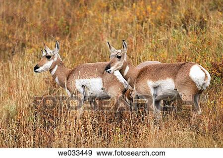 Pronghorn Antelope (Antilocapra americana) in Yellowstone National Park, Wyoming, USA View Large Photo Image Stock Photo - Pronghorn Antelope (Antilocapra americana) in Yellowstone National Park, Wyoming, USA. Fotosearch