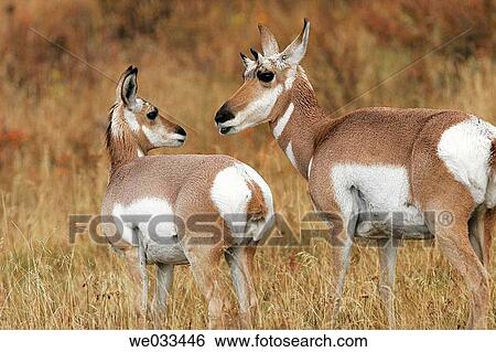 Pronghorn Antelope (Antilocapra americana) in Yellowstone National Park, Wyoming, USA View Large Photo Image Stock Photograph - Pronghorn Antelope (Antilocapra americana) in Yellowstone National Park, Wyoming, USA. Fotosearch