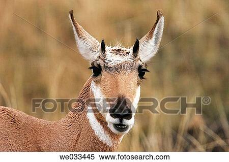 Pronghorn Antelope (Antilocapra americana) in Yellowstone National Park, Wyoming, USA View Large Photo Image Stock Photography - Pronghorn Antelope (Antilocapra americana) in Yellowstone National Park, Wyoming, USA. Fotosearch