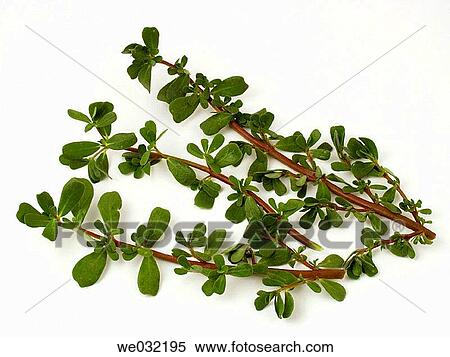 Stock Photography - Purslane. Fotosearch