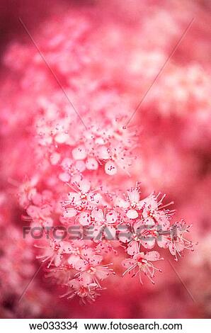 Picture - Queen-of-the-Prairie (Filipendula rubra). Maryland, USA. Fotosearch