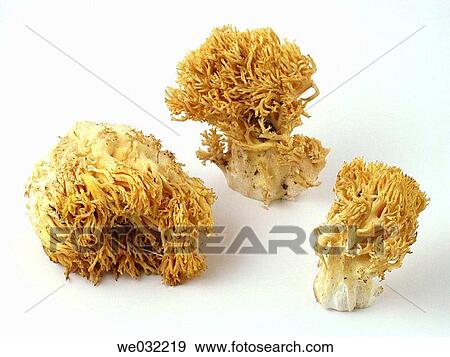 Ramaria (Ramaria sp. ) View Large Photo Image Stock Photo - Ramaria (Ramaria sp. ). Fotosearch
