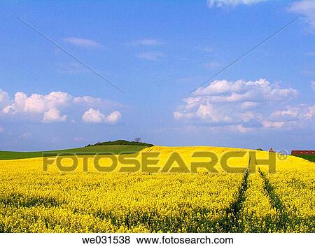 Stock Photo - Rape fields in full bloom, Denmark. Fotosearch