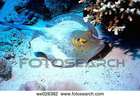 Ray. Corals. Red Sea. Sharm El Sheik. Egypt. View Large Photo Image Stock Image - Ray. Corals. Red Sea. Sharm El Sheik. Egypt.. Fotosearch