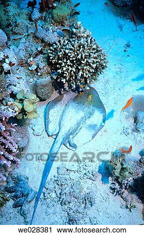 Ray. Corals. Thomas Reef. Red Sea. Sharm El Sheik. Egypt. View Large Photo Image Stock Image - Ray. Corals. Thomas Reef. Red Sea. Sharm El Sheik. Egypt.. Fotosearch