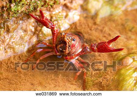 Red crawfish View Large Photo Image Stock Photo - Red crawfish. Fotosearch