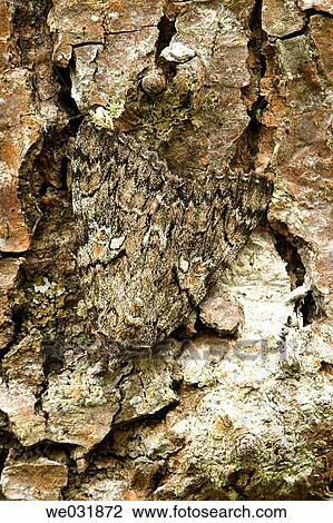 Red Underwing Moth (Catocala nupta) View Large Photo Image Stock Image - Red Underwing Moth (Catocala nupta). Fotosearch