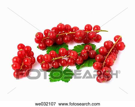 Stock Photo - Redcurrants. Fotosearch