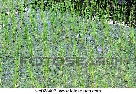 Rice fields. Bali, Indonesia View Large Photo Image Stock Image - Rice fields. Bali, Indonesia. Fotosearch