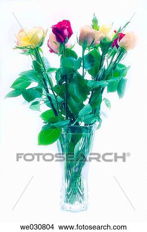 Rosa hybrid flowers, Winter, Maryland, USA View Large Photo Image Picture - Rosa hybrid flowers, Winter, Maryland, USA. Fotosearch