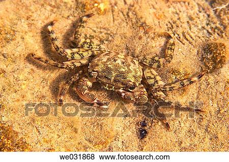 Stock Photo - Runner Crab (Pachygrapsus marmoratus). Fotosearch