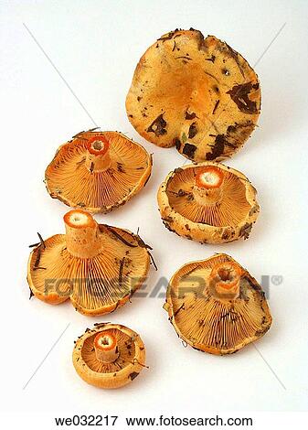 Saffron Milk Cap (Lactarius deliciosus) View Large Photo Image Stock Photo - Saffron Milk Cap (Lactarius deliciosus). Fotosearch