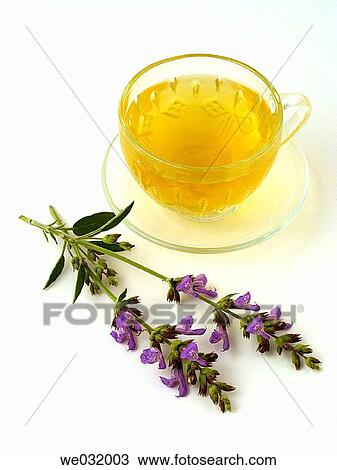 Sage infusion View Large Photo Image Stock Image - Sage infusion. Fotosearch