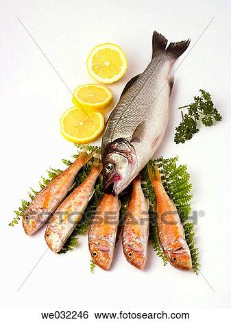 Sea bass and red mullets View Large Photo Image Stock Photograph - Sea bass and red mullets. Fotosearch