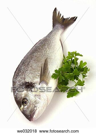 Sea bream View Large Photo Image Stock Photo - Sea bream. Fotosearch