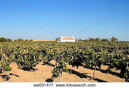 Shed and vineyard. Rota, Cßdiz province. Andalusia, Spain View Large Photo Image Stock Photo - Shed and vineyard. Rota, Cßdiz province. Andalusia, Spain. Fotosearch