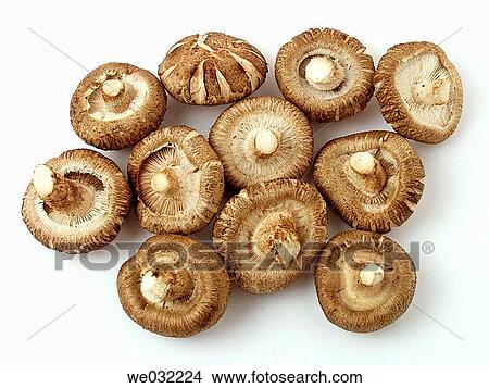 Shiitake View Large Photo Image Picture - Shiitake. Fotosearch