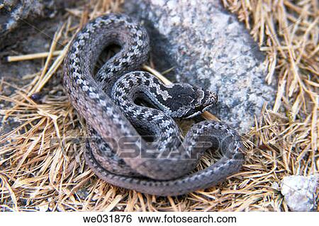 Smooth Snake (Coronella austriaca) View Large Photo Image Stock Photograph - Smooth Snake (Coronella austriaca). Fotosearch
