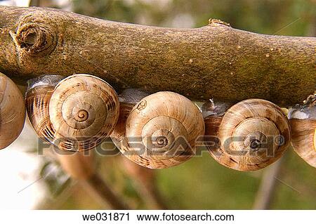 Snails on branch View Large Photo Image Stock Image - Snails on branch. Fotosearch