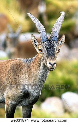 Spanish Ibex (Capra pyrenaica) View Large Photo Image Picture - Spanish Ibex (Capra pyrenaica). Fotosearch