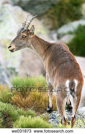 Spanish Ibex (Capra pyrenaica) View Large Photo Image Stock Image - Spanish Ibex (Capra pyrenaica). Fotosearch