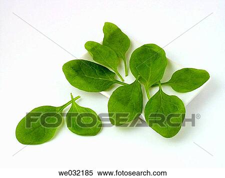 Spinach View Large Photo Image Stock Photography - Spinach. Fotosearch