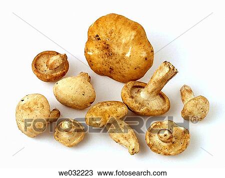 Stock Image - St. George's Mushroom (Calocybe gambosa). Fotosearch
