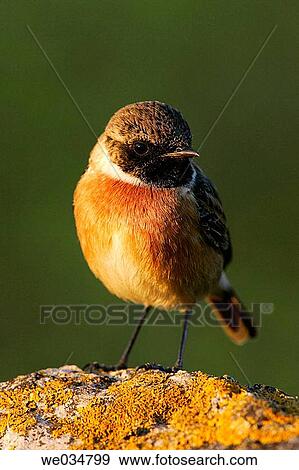 Stonechat (Saxicola sp. ) View Large Photo Image Stock Photo - Stonechat (Saxicola sp. ). Fotosearch