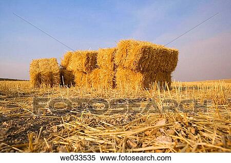 Straw bales. Toledo province, Castilla-La Mancha, Spain View Large Photo Image Stock Photography - Straw bales. Toledo province, Castilla-La Mancha, Spain. Fotosearch