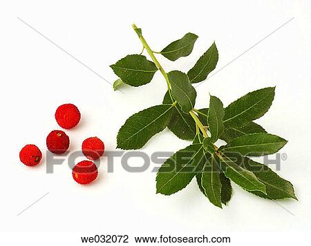 Strawberry tree fruits View Large Photo Image Stock Image - Strawberry tree fruits. Fotosearch