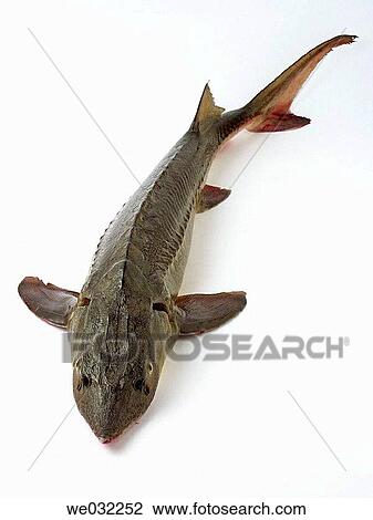Sturgeon View Large Photo Image Stock Image - Sturgeon. Fotosearch