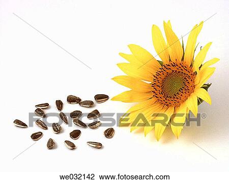 Sunflower seeds View Large Photo Image Stock Image - Sunflower seeds. Fotosearch