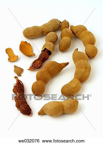 Tamarind tree fruits View Large Photo Image Stock Photograph - Tamarind tree fruits. Fotosearch